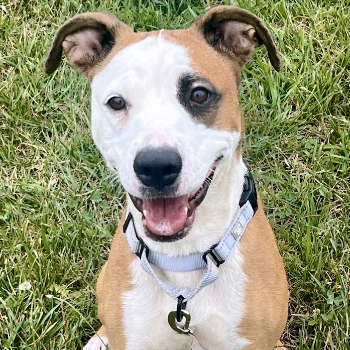 HANNAH - Mixed Breed (Medium) available for adoption
