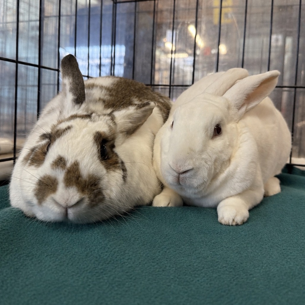 Ms. Peep (bonded to Camilo), photo 20