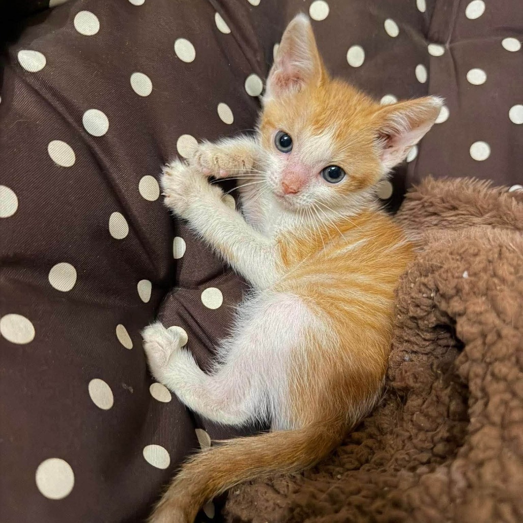ROBIN (BONDED WITH BATMAN) - Domestic Shorthair available for adoption