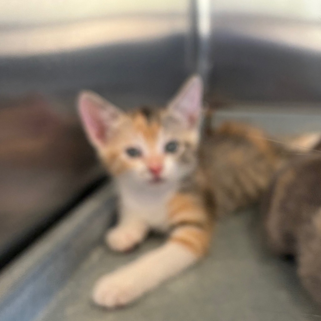 AMY - Domestic Shorthair available for adoption