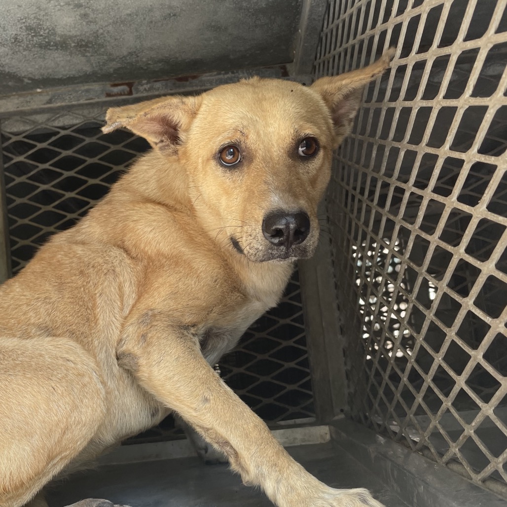 JENEVA - Shepherd available for adoption