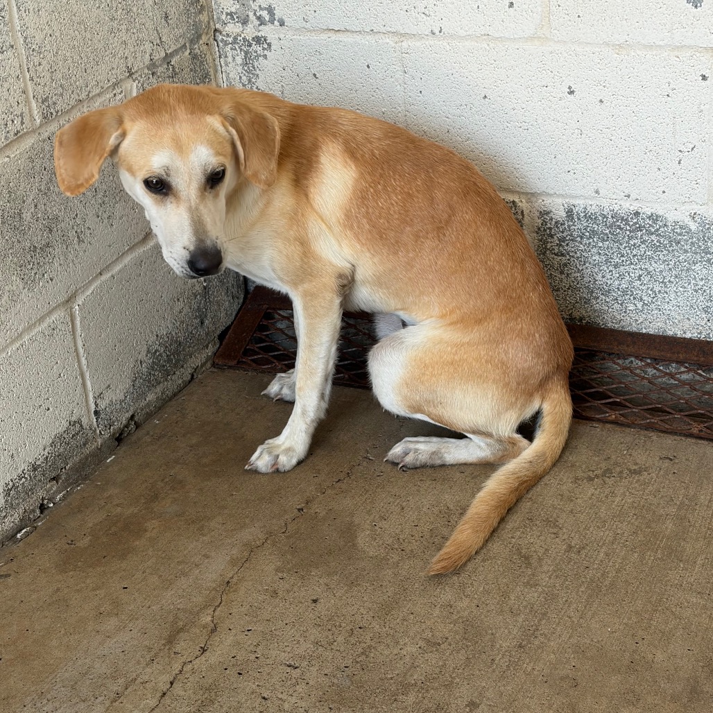 GUMP - Retriever, Labrador / Mixed Breed (Medium) available for adoption