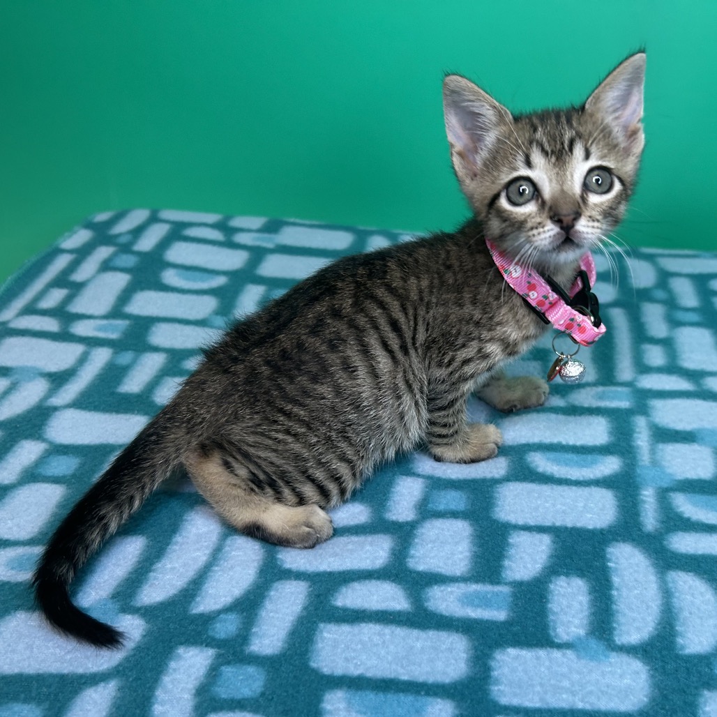 PICKLE - Domestic Shorthair available for adoption