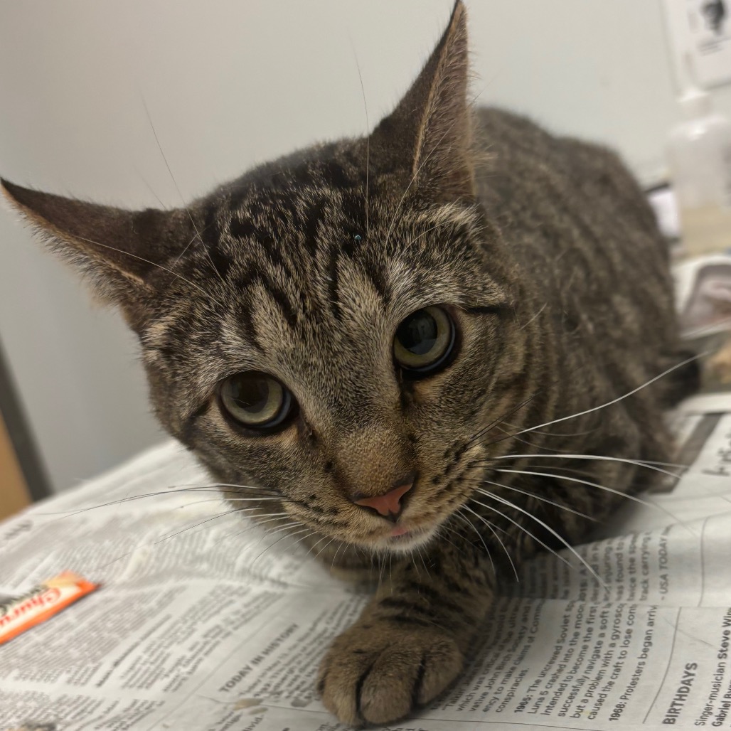 LOLO - Domestic Shorthair available for adoption