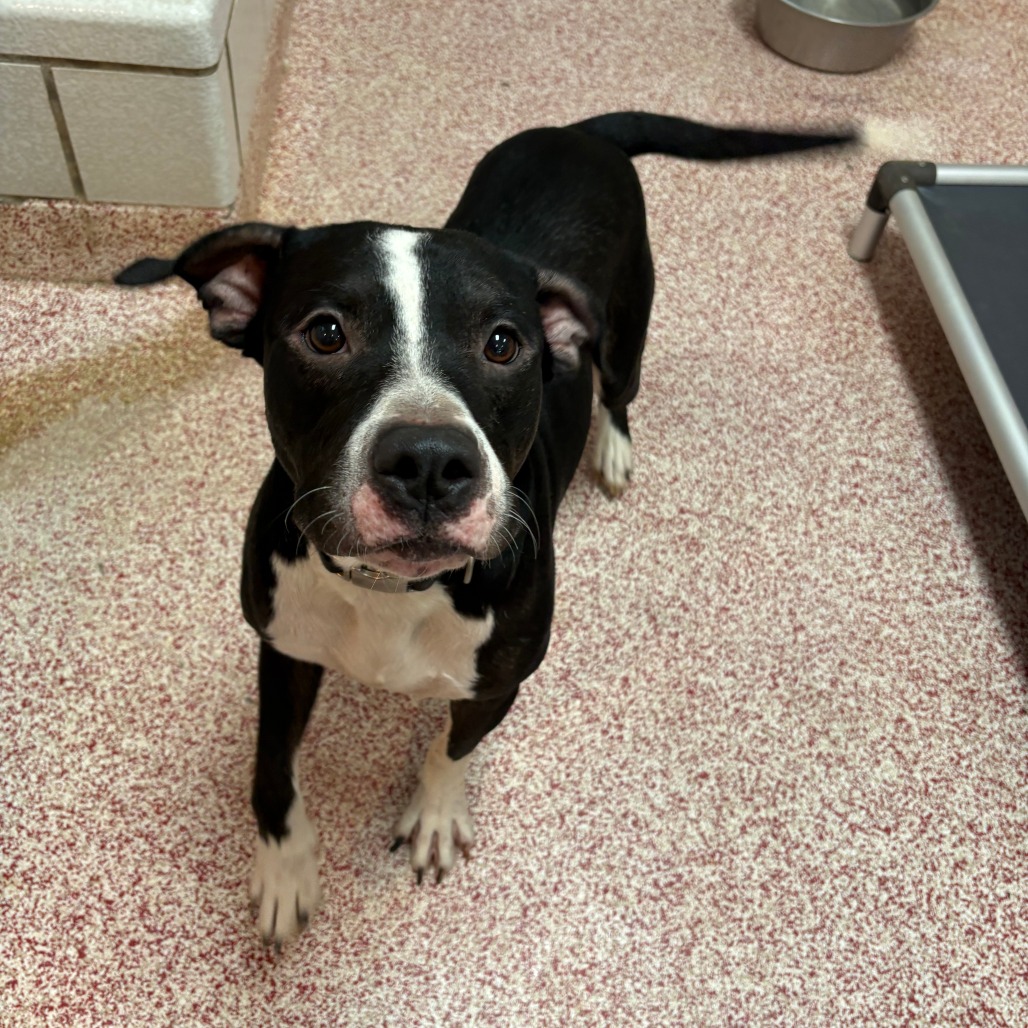 REX - Boxer / Bulldog available for adoption