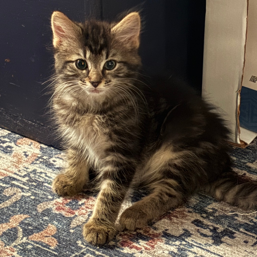 Cassidy Image