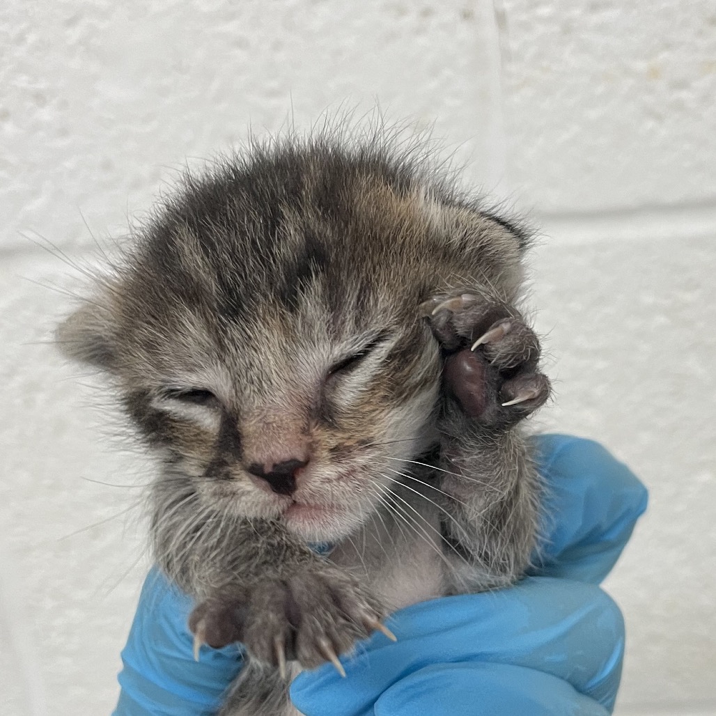 KITTY 5 - Domestic Shorthair available for adoption