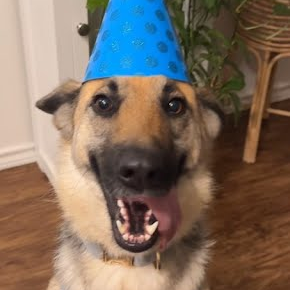 YAZMINE - Shepherd / German available for adoption