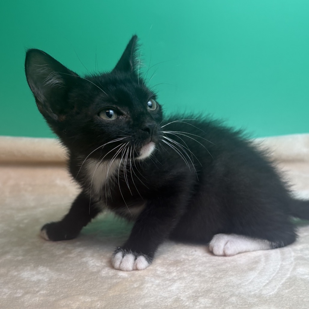 RASPBERRY TORTE - Domestic Shorthair available for adoption