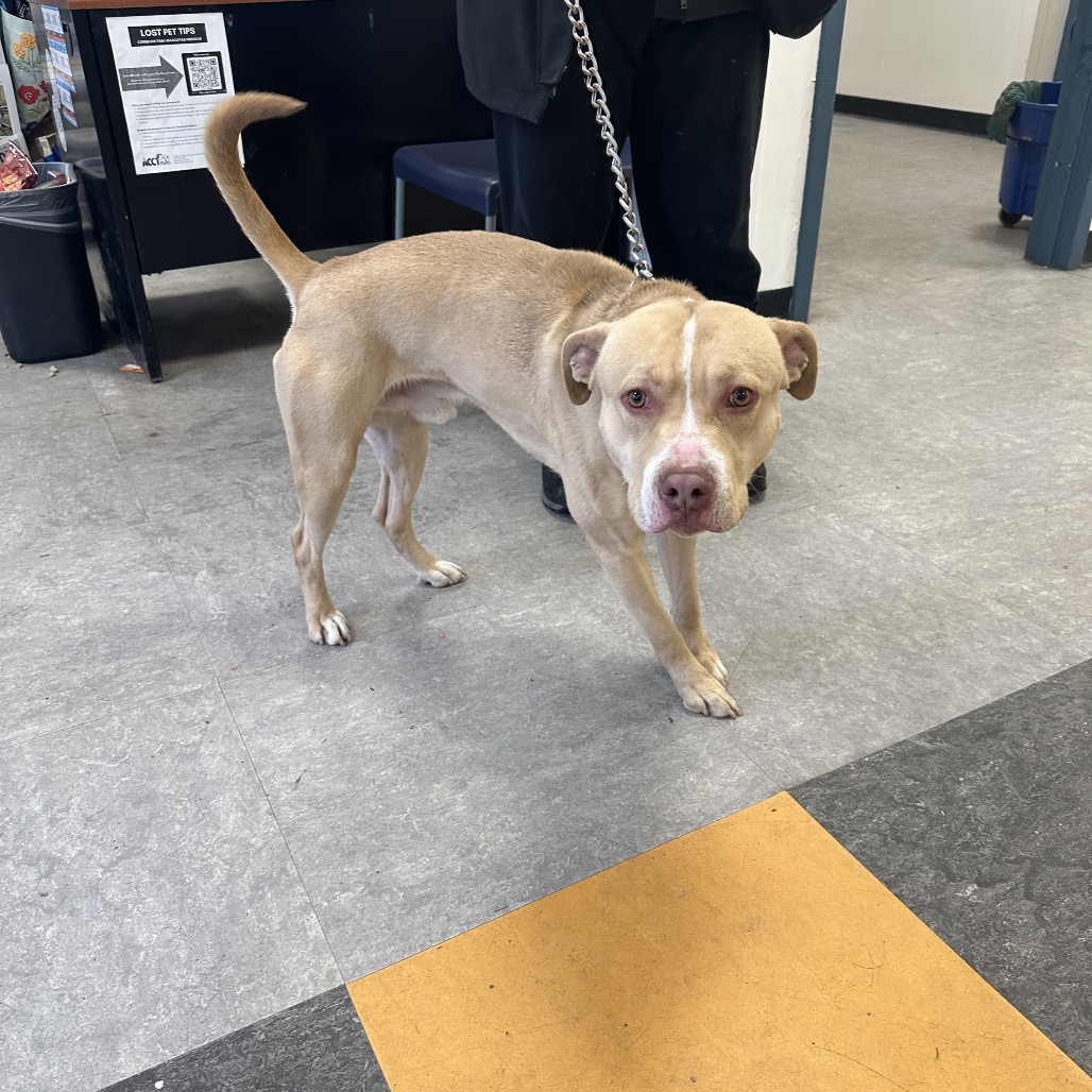 Aspen — thumbnail 2