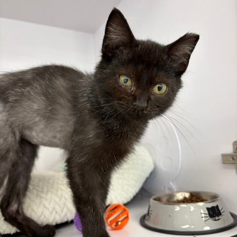 CHICKEN SANDWICH - Domestic Shorthair available for adoption