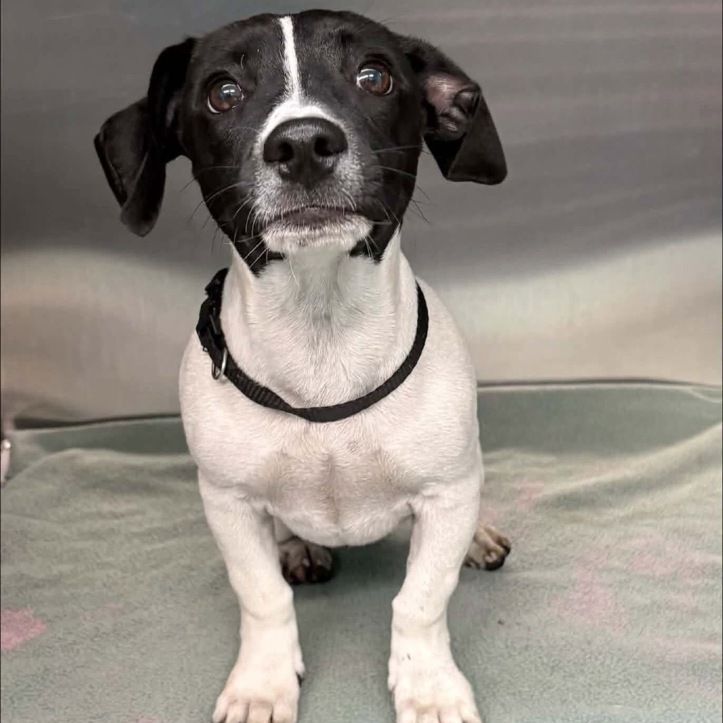 FOSTER NEEDED - Maisie