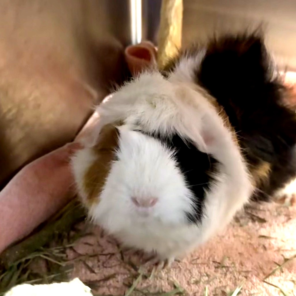 Photo of Smores and Reeses 5
