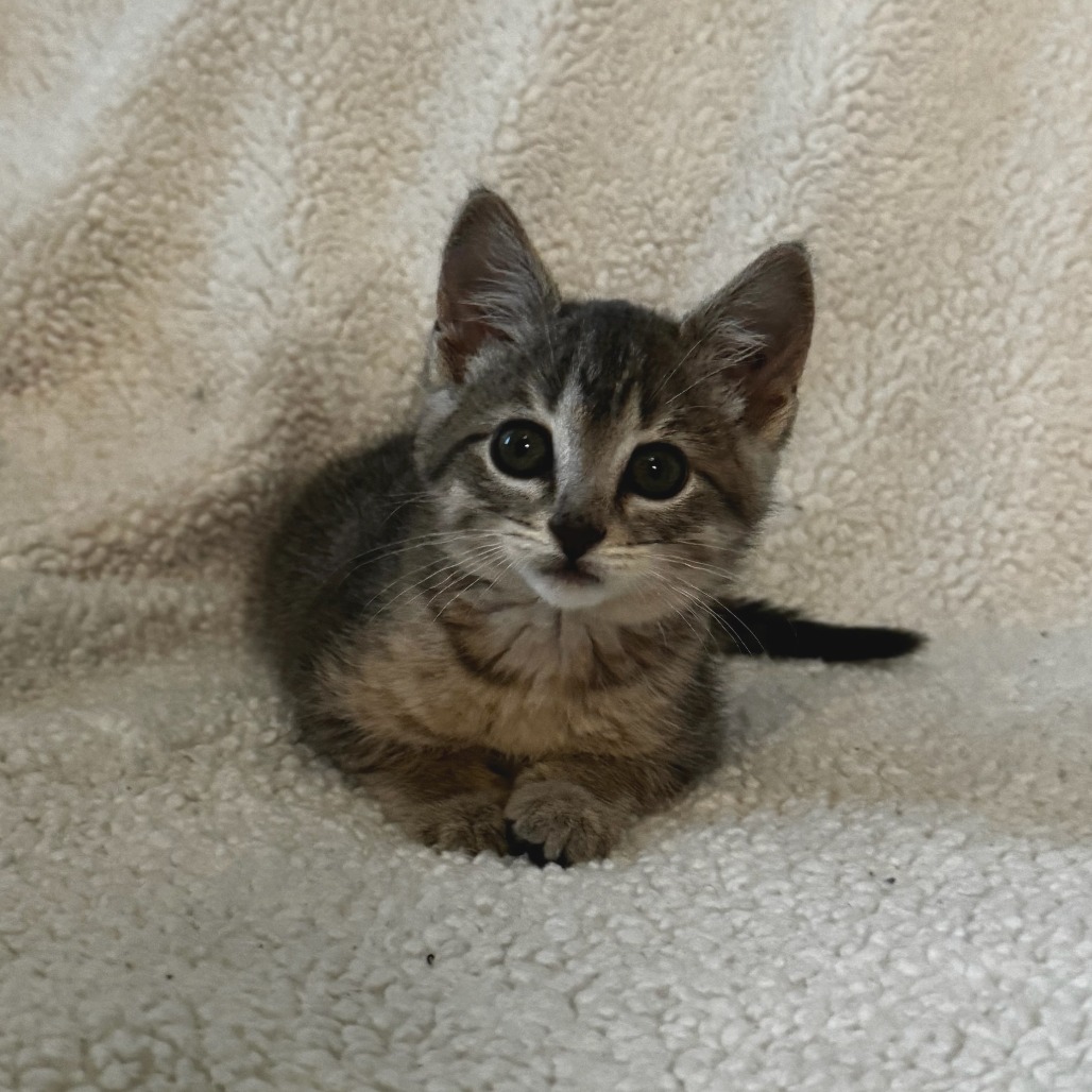 Opalite--In Foster