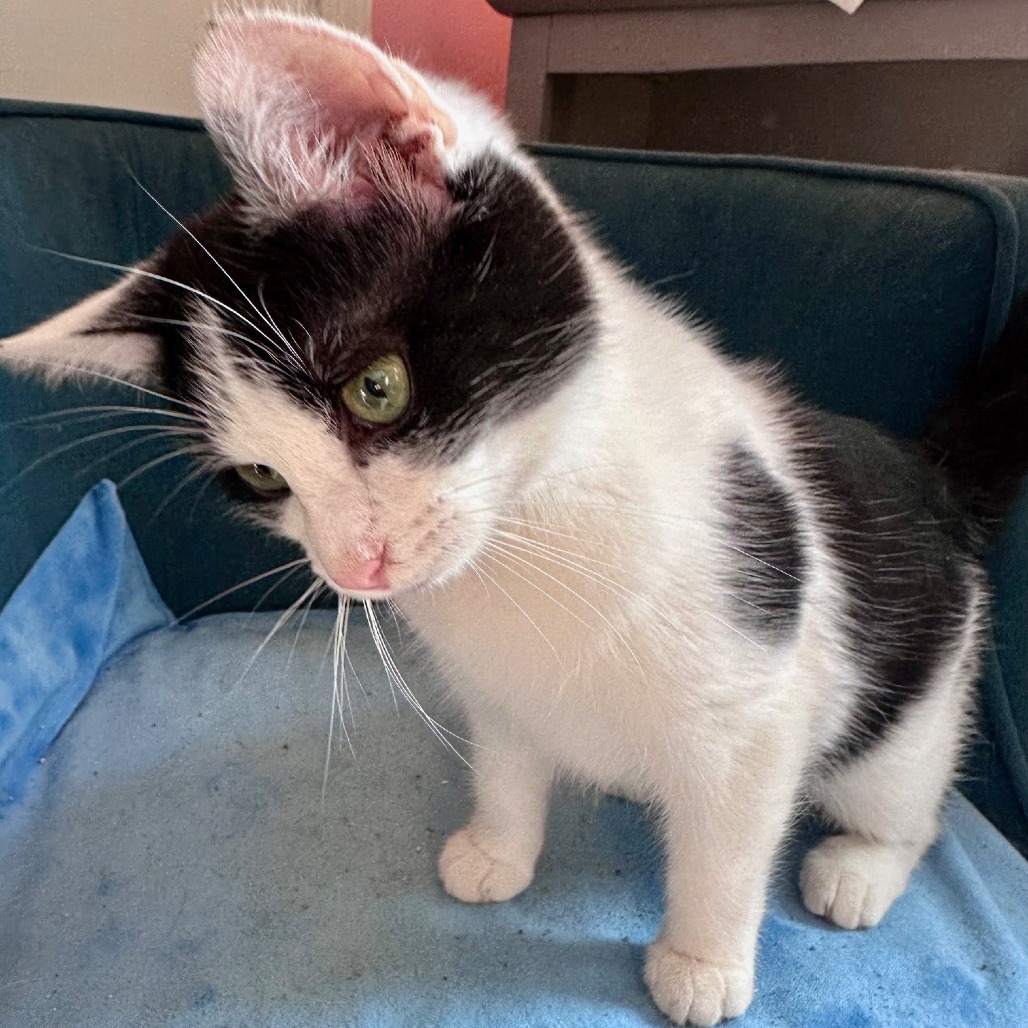 Penny — thumbnail 4