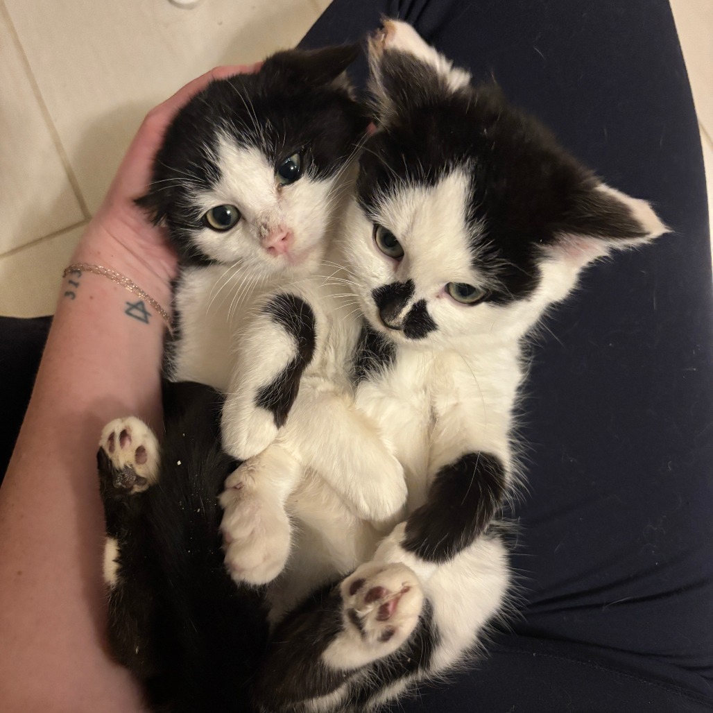 Oscar — thumbnail 4