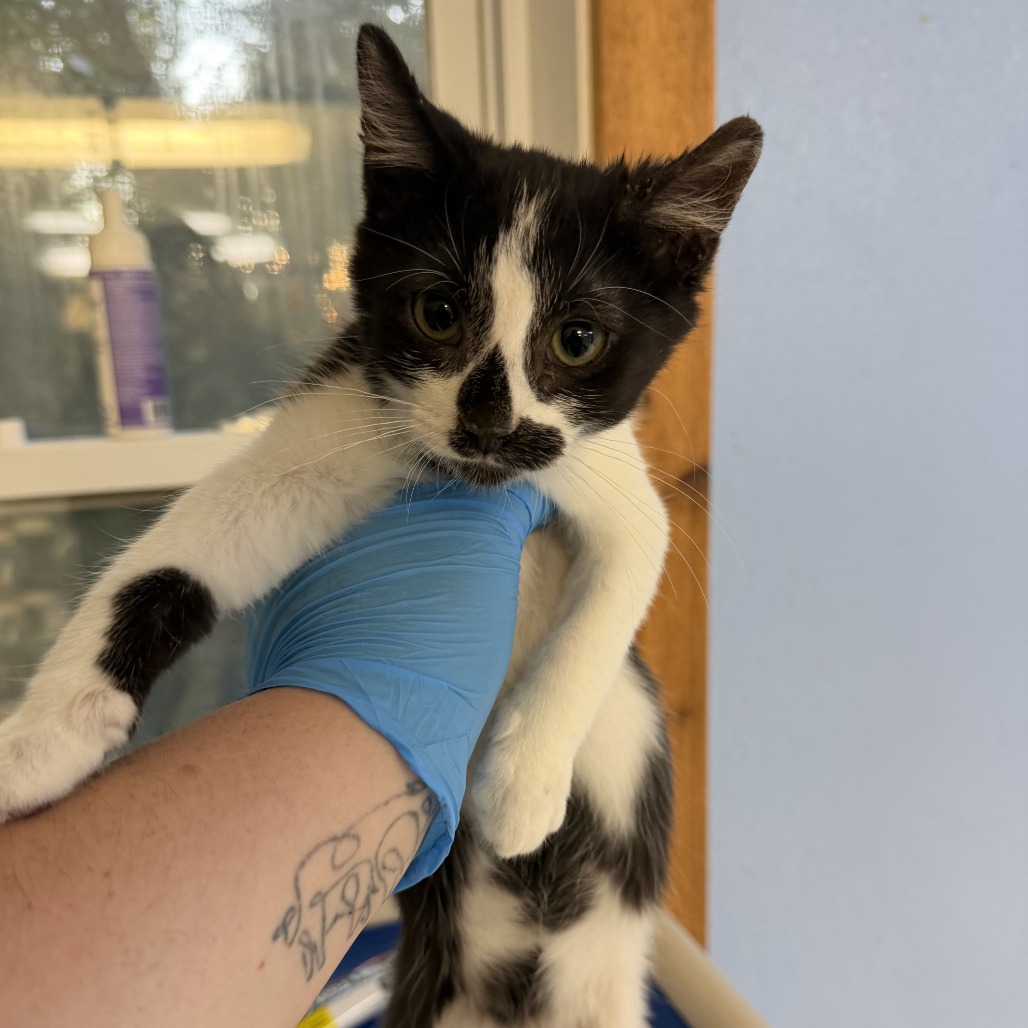 Atticus, available for adoption