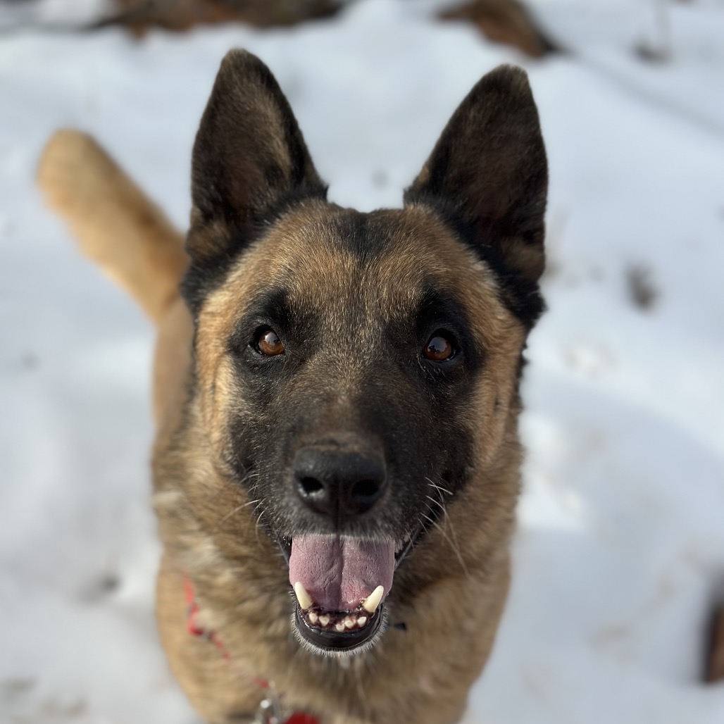Wolfgang, photo 5