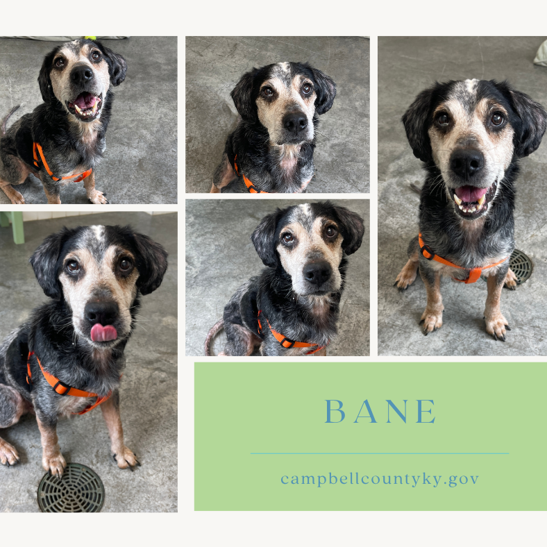 Bane