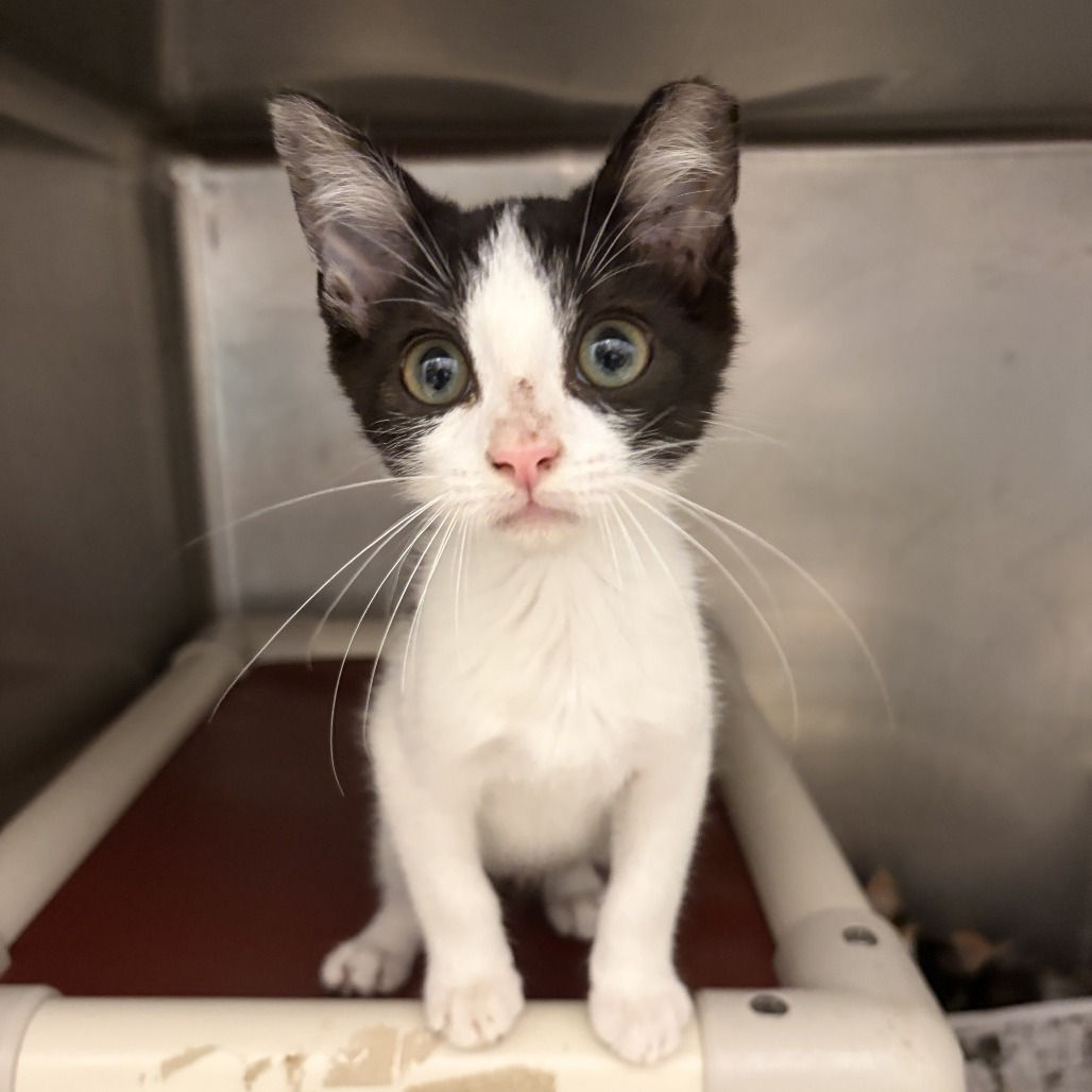 MARLIN - Domestic Shorthair available for adoption