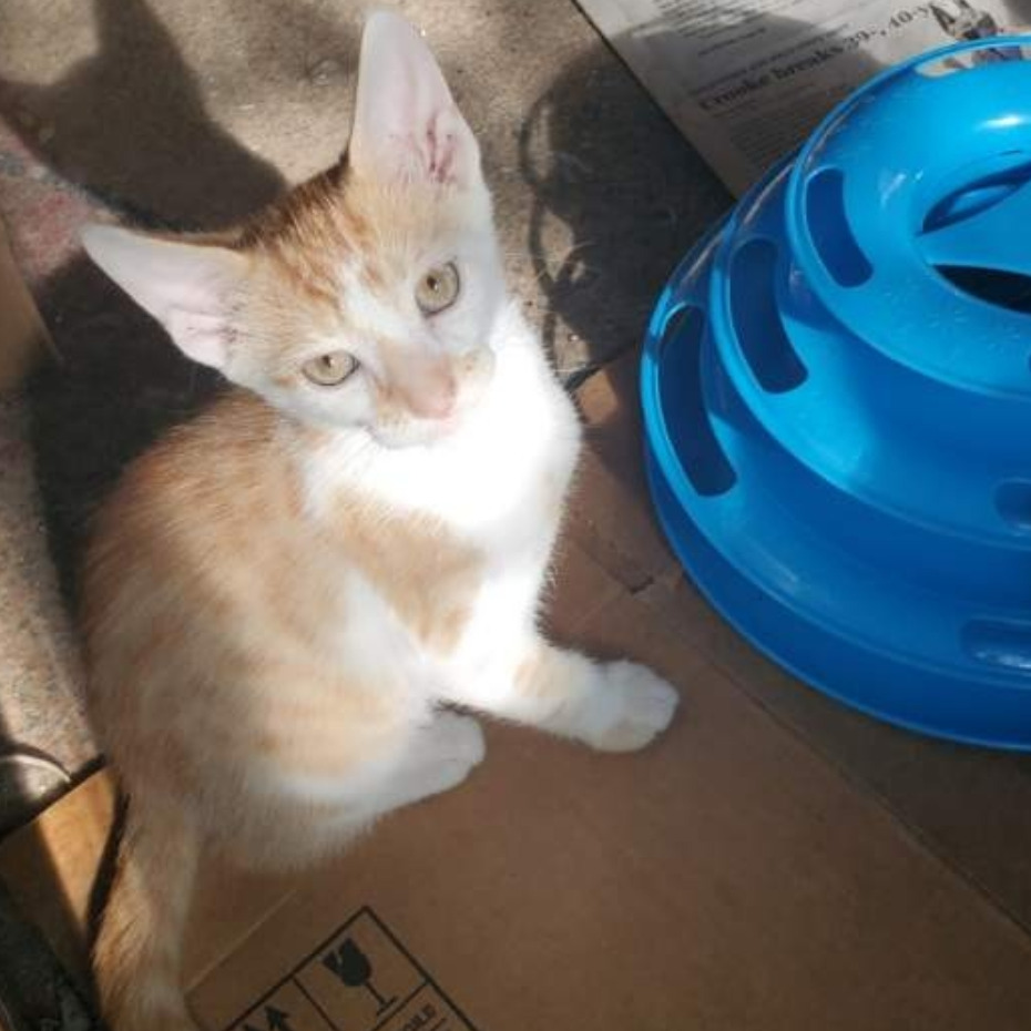 Robby, an adoptable cat