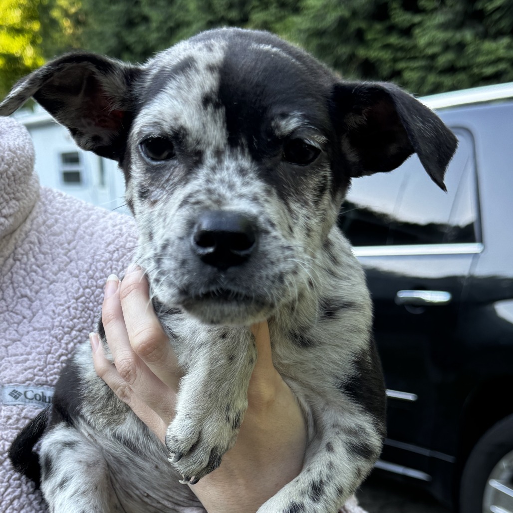NY Nutty Buddy Avail Jun 13 (Choice Pet Carmel)