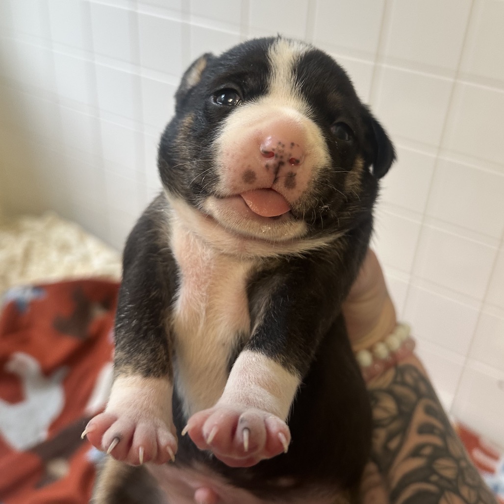 Pierre — thumbnail 2