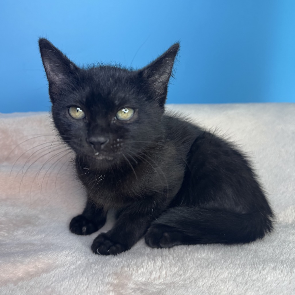 PO-PO - Domestic Shorthair available for adoption