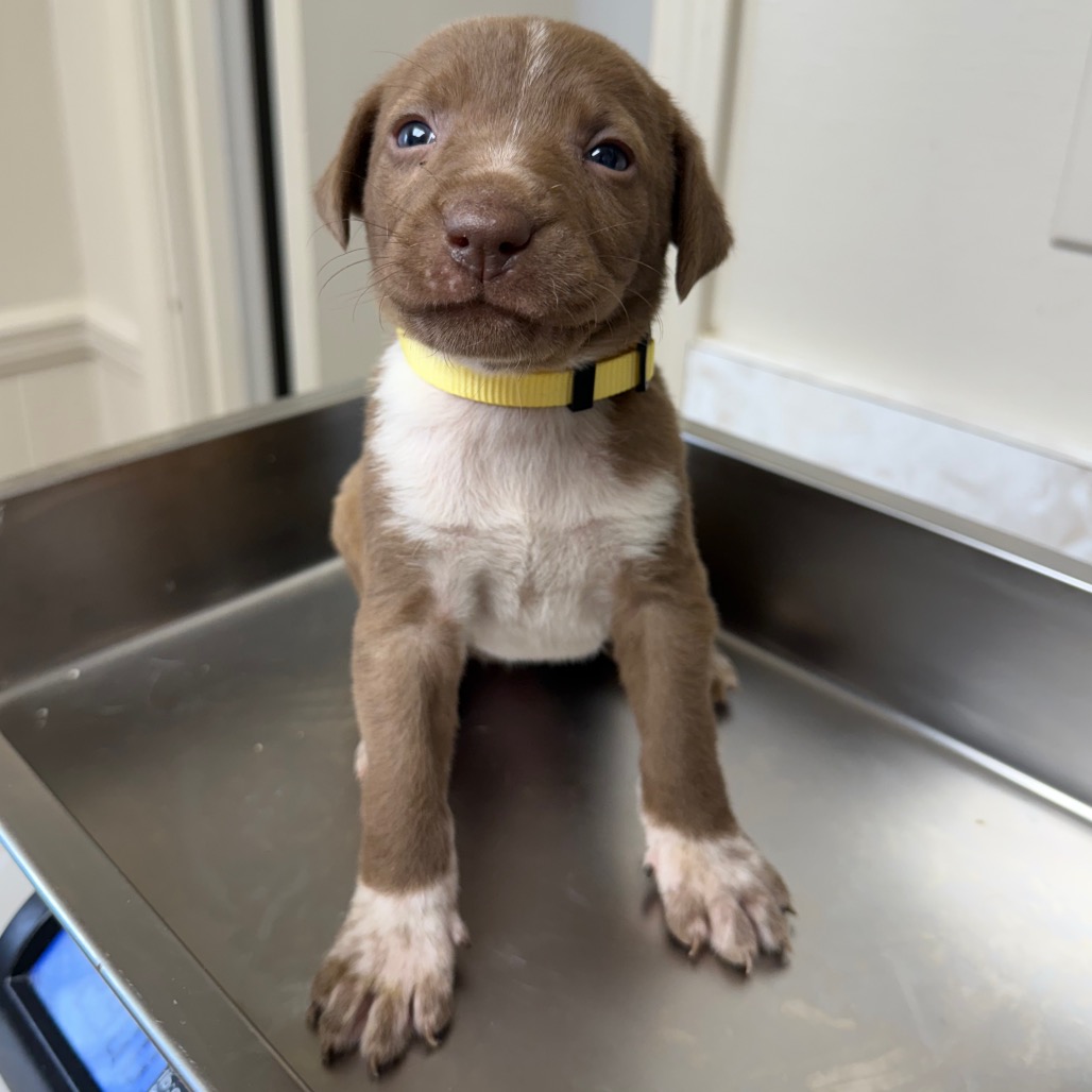 Tusc Stray 83491 2 3 4 5 6 7