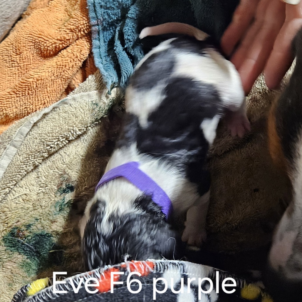 Eve's Pup- Marjorie — thumbnail 2