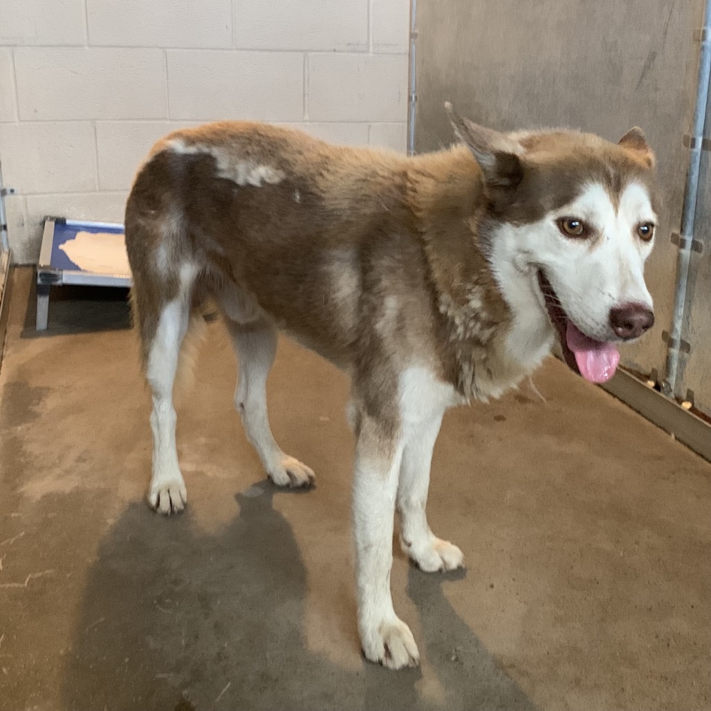Fig, available for adoption at PVAS