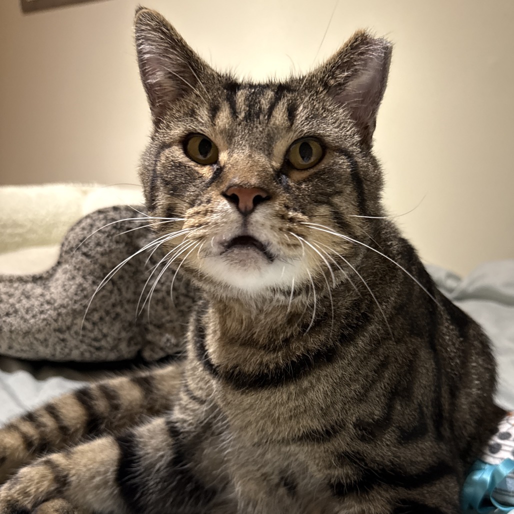 Bob, photo 5