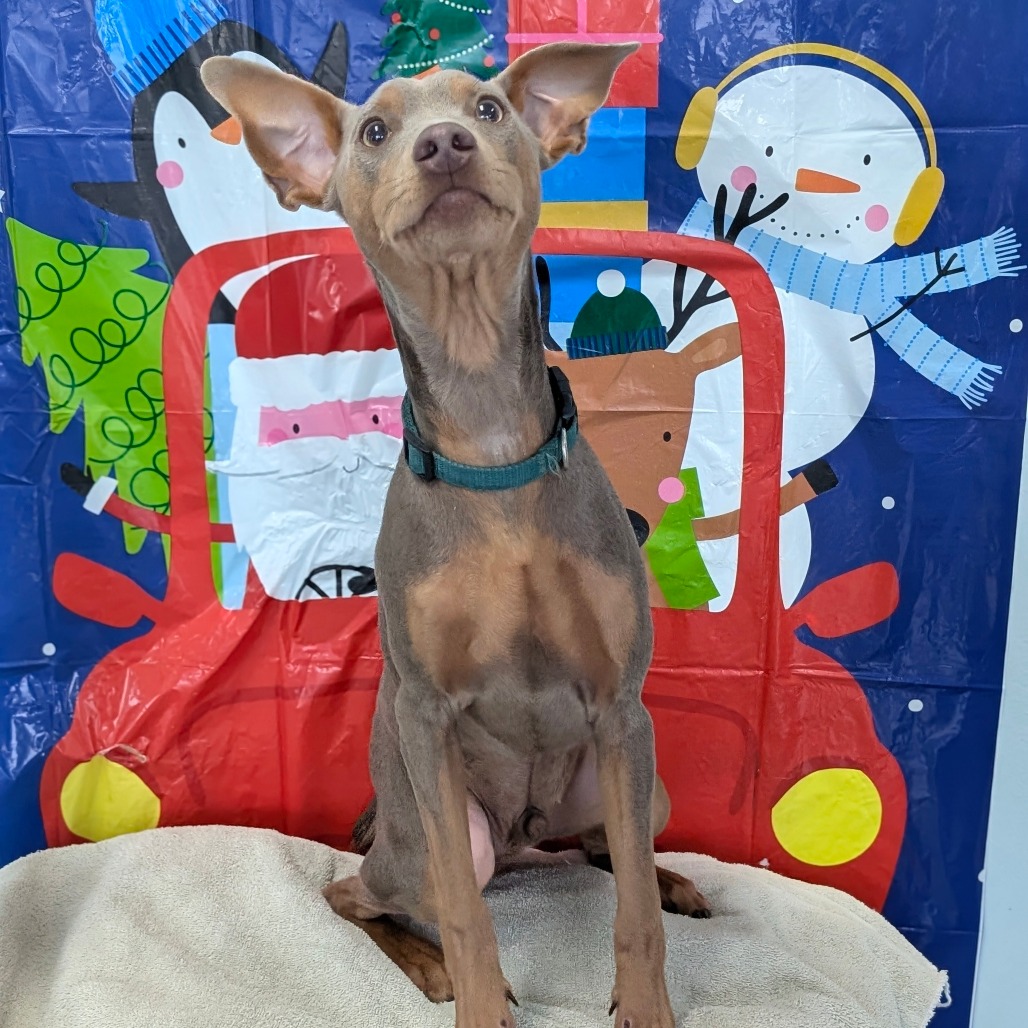 Mario — thumbnail 4