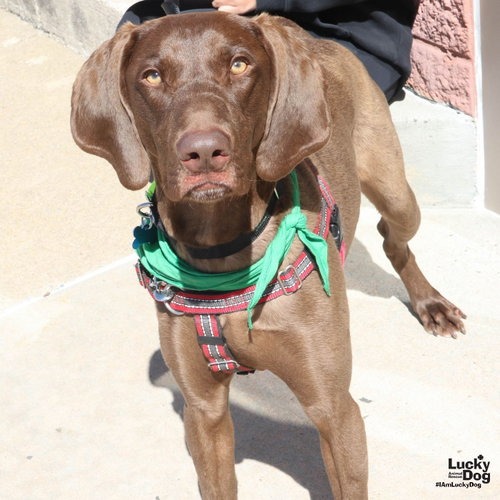POLO - Pointer, German Shorthaired / Mix available for adoption