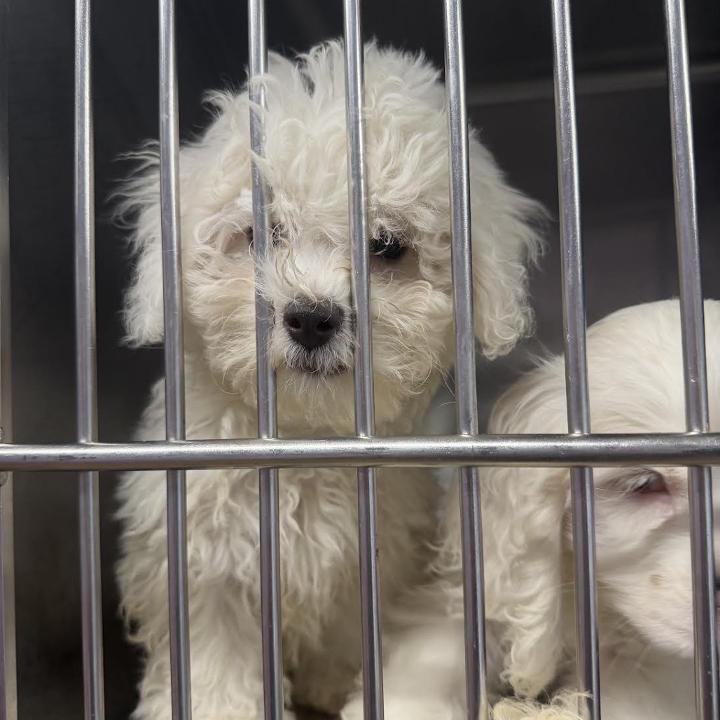 Bichon Frise