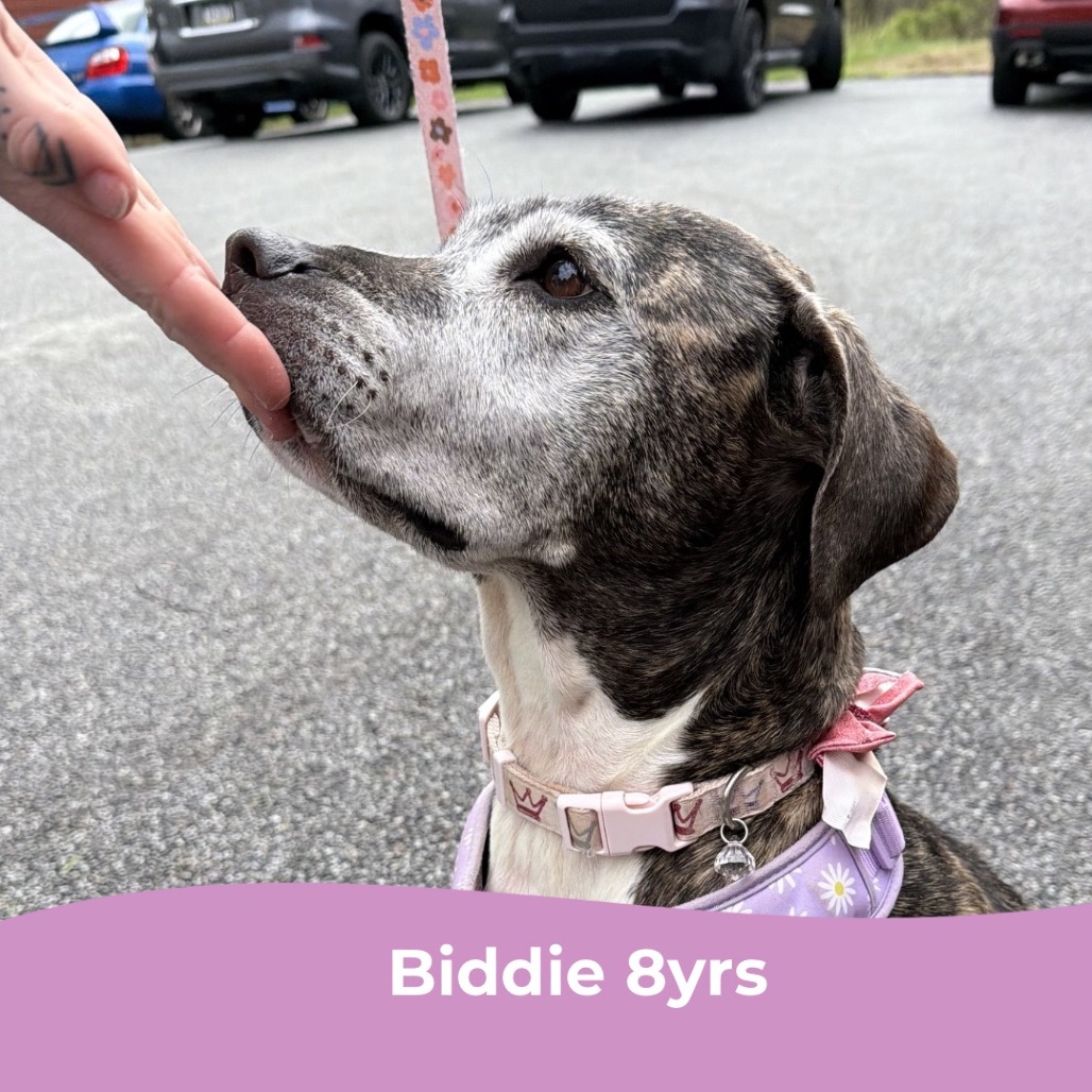 Biddie, photo 14