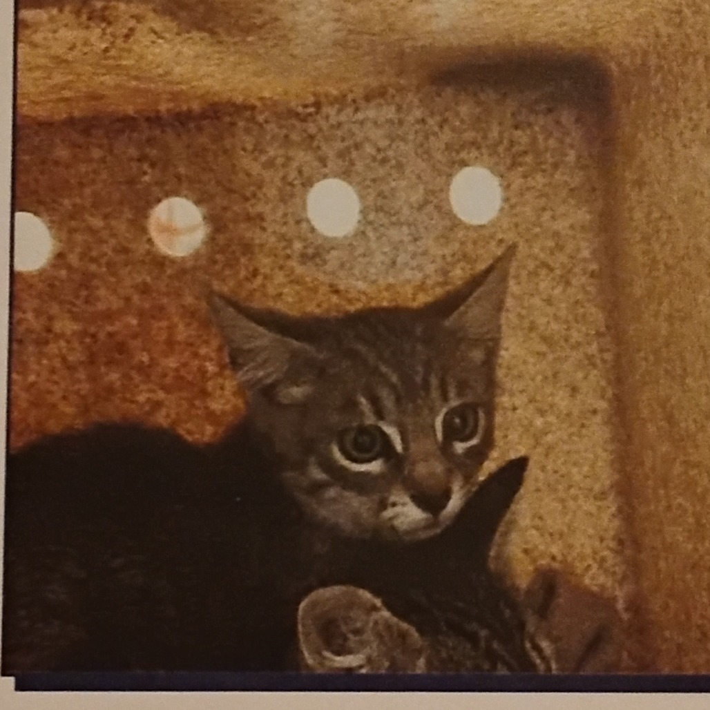 OTHER THAN - Domestic Shorthair available for adoption