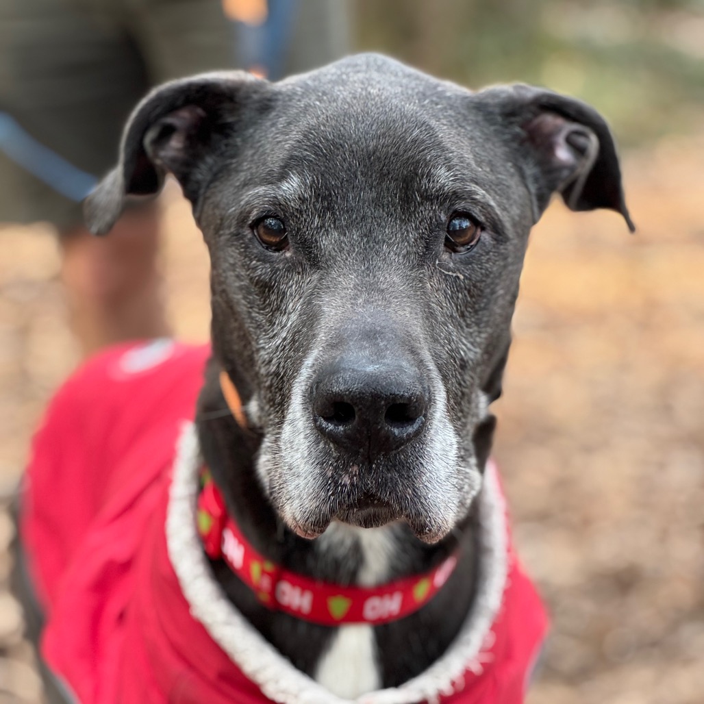 Ernest, adoptable senior dog