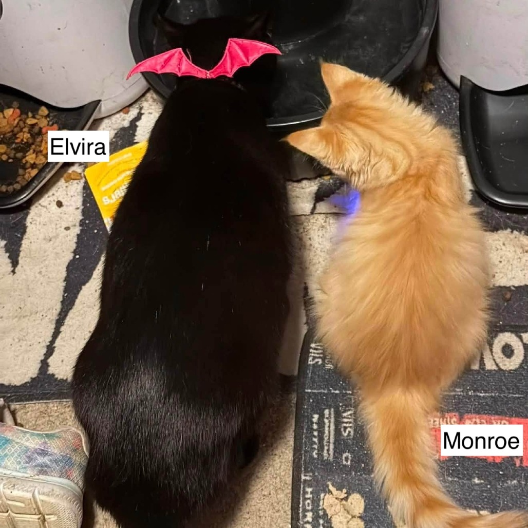 MONROE (BONDED TO ELVIRA) - Domestic Shorthair available for adoption
