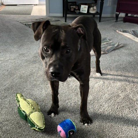 Creed--In Foster***ADOPTION PENDING***, photo 7