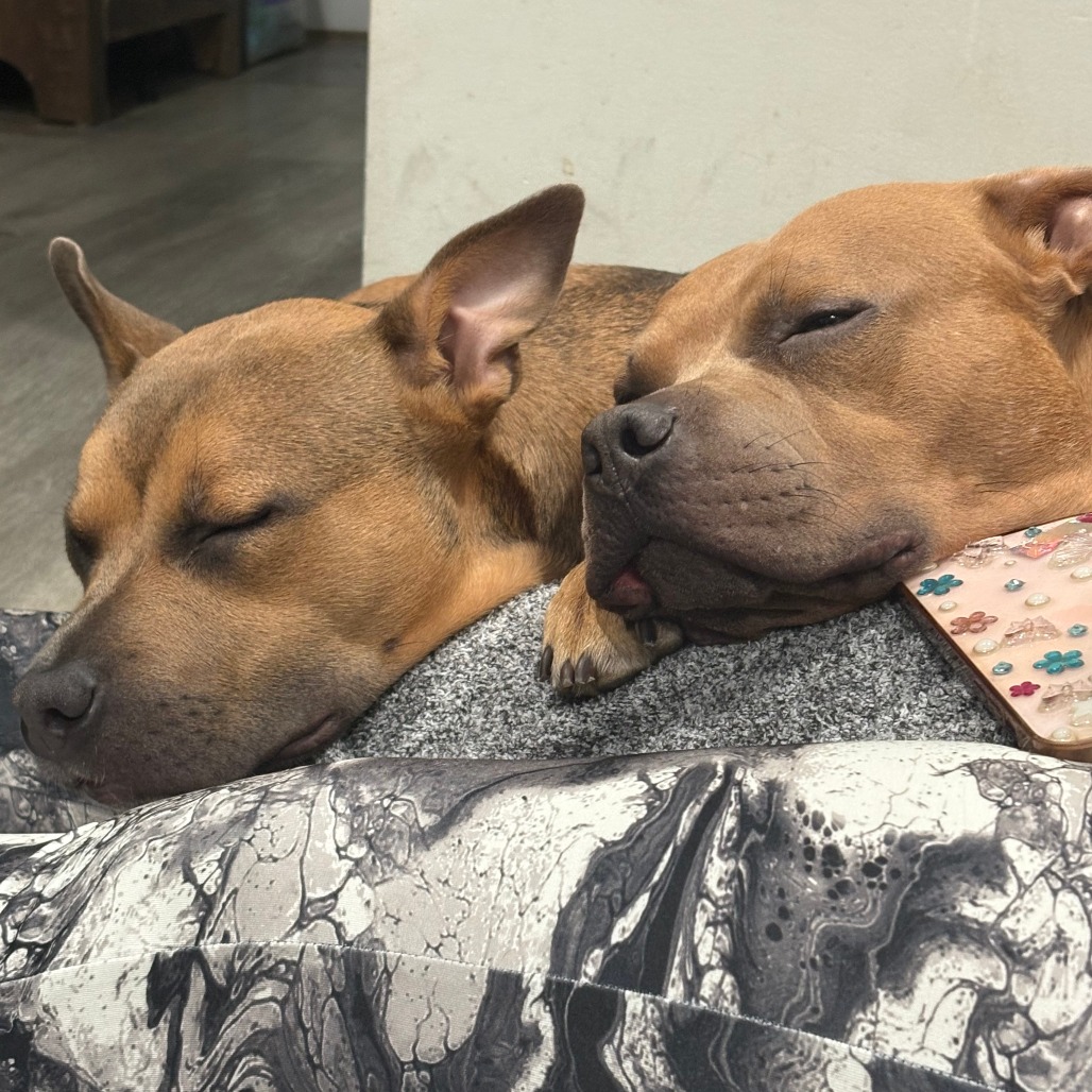 Sprinkles — thumbnail 4