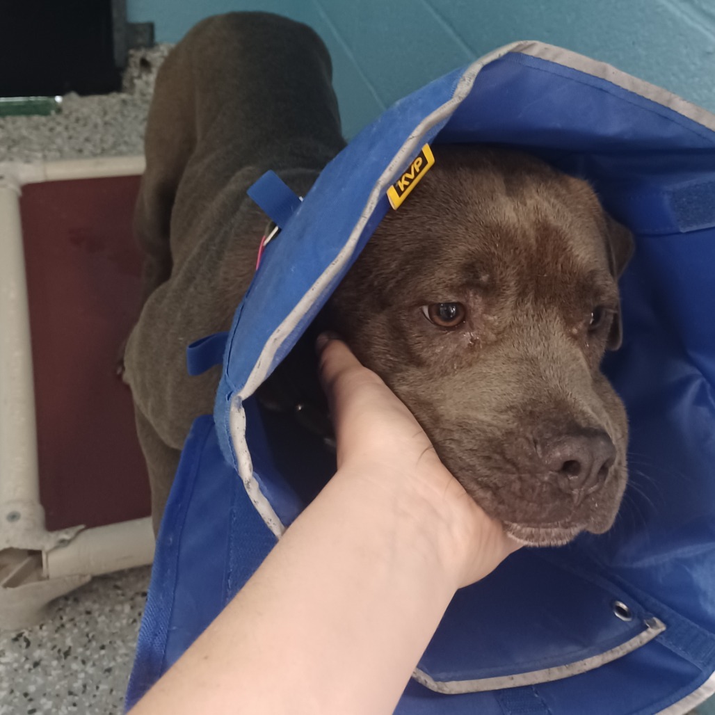 STAR - Terrier, American Staffordshire / Mix available for adoption