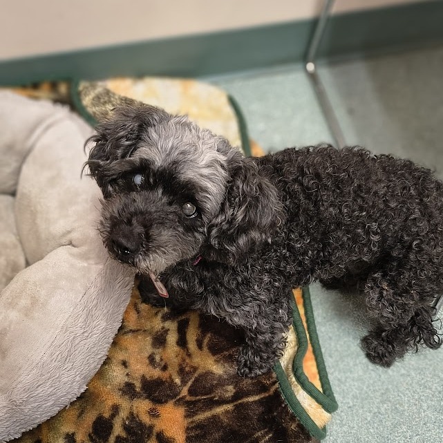 Fatima $199-In foster-See my video, additional photo