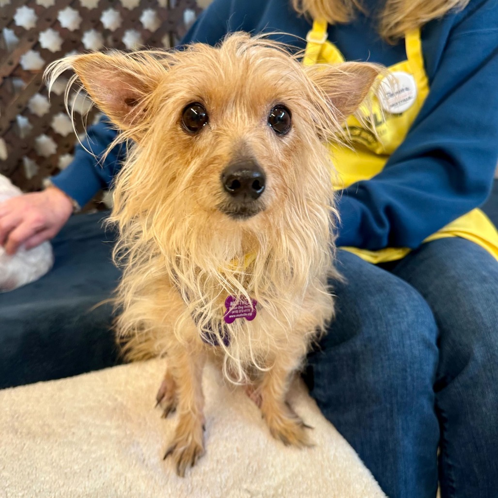 Plum 13868 — thumbnail 2