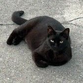 BAXIE - Domestic Shorthair available for adoption