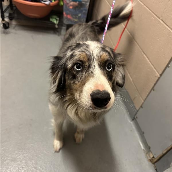 Australian Shepherd