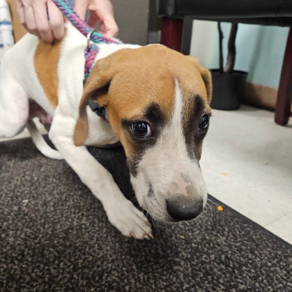 Hogarth