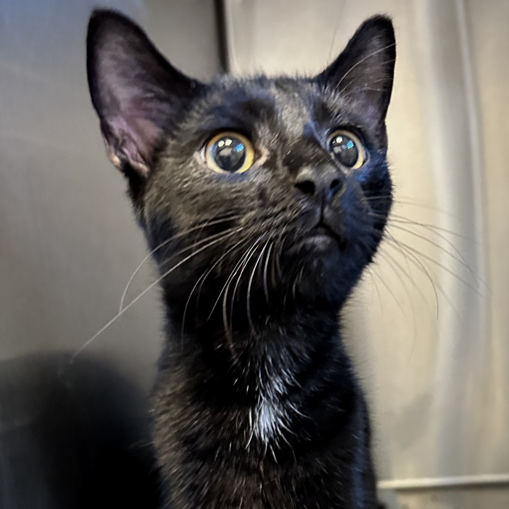 FAT FAT - Domestic Shorthair available for adoption