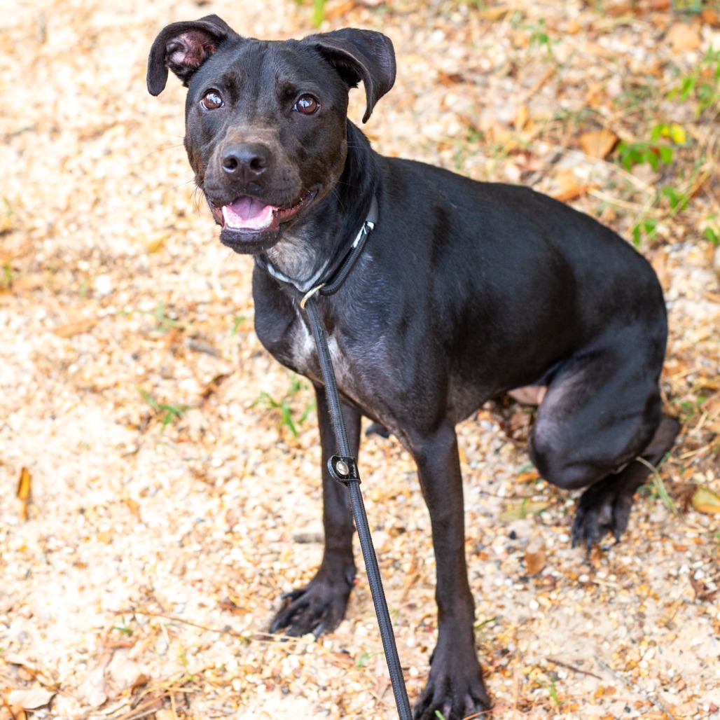 POPPY - Retriever, Black Labrador / Whippet available for adoption