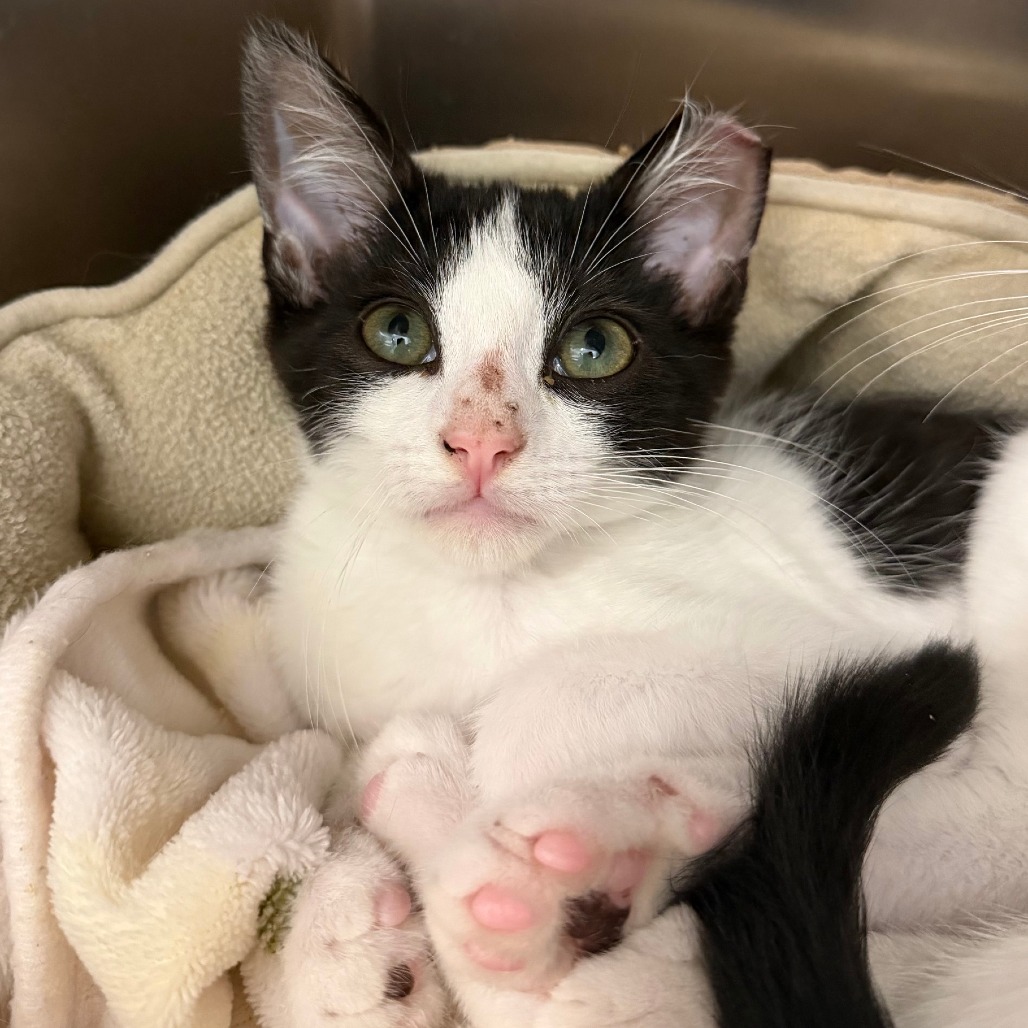 MARLIN - Domestic Shorthair available for adoption